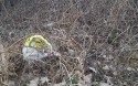 Śmieci w zagajniku w Choczni