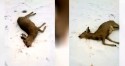 W Tomicach znaleziono zabitego koziołka sarny