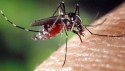 Wadowice zbroją się przeciwko komarom. Miasto liczy na odsiecz jerzyków